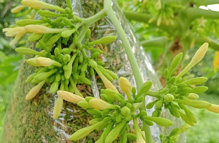 Hoa đu đủ đực dùng được cả tươi và khô
